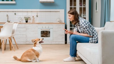 Geef je pup de beste start: Puppycursus!